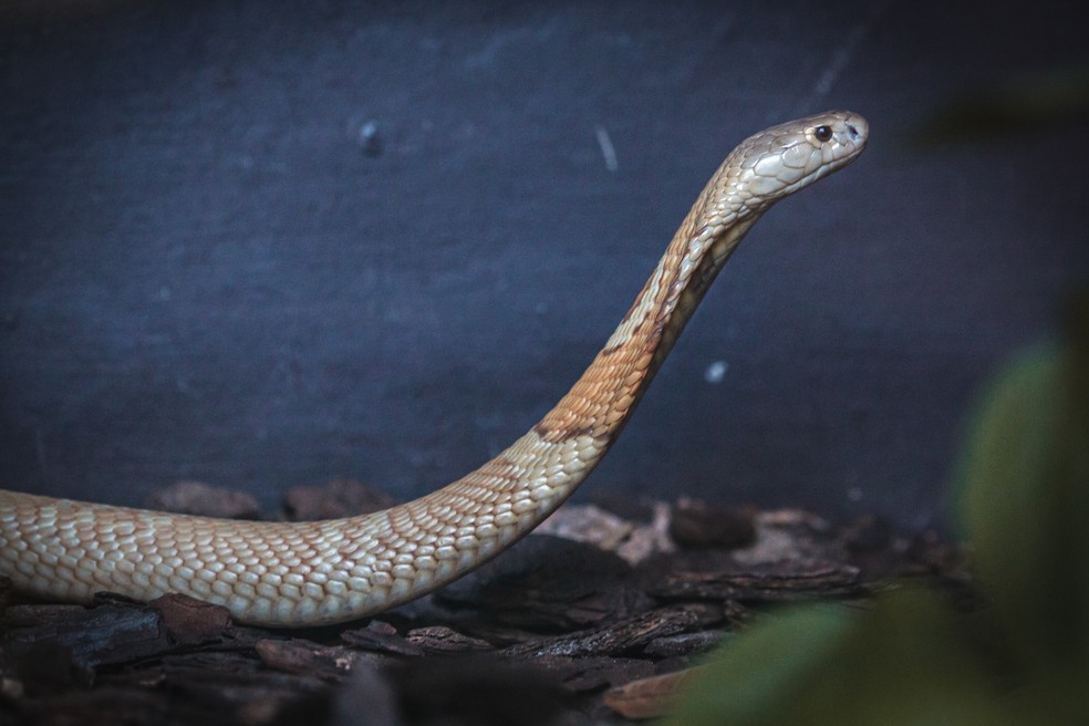 Meu vizinho tem uma naja: tráfico de serpentes dispara no Brasil