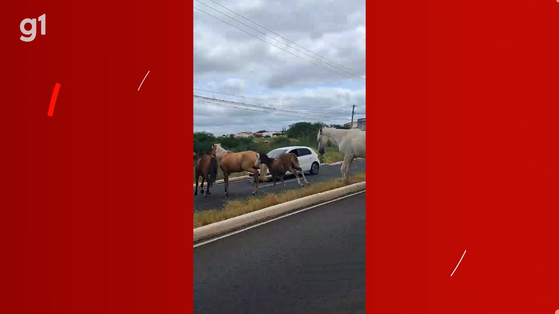 VÍDEO: Cavalos soltos quase causam acidente na Avenida Sete de Setembro, em Petrolina