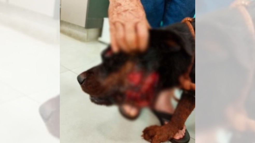 Ataque de onça-parda a cachorros foi registrado em sítio em Palmital (SP) — Foto: Reprodução/Jornal Comarca