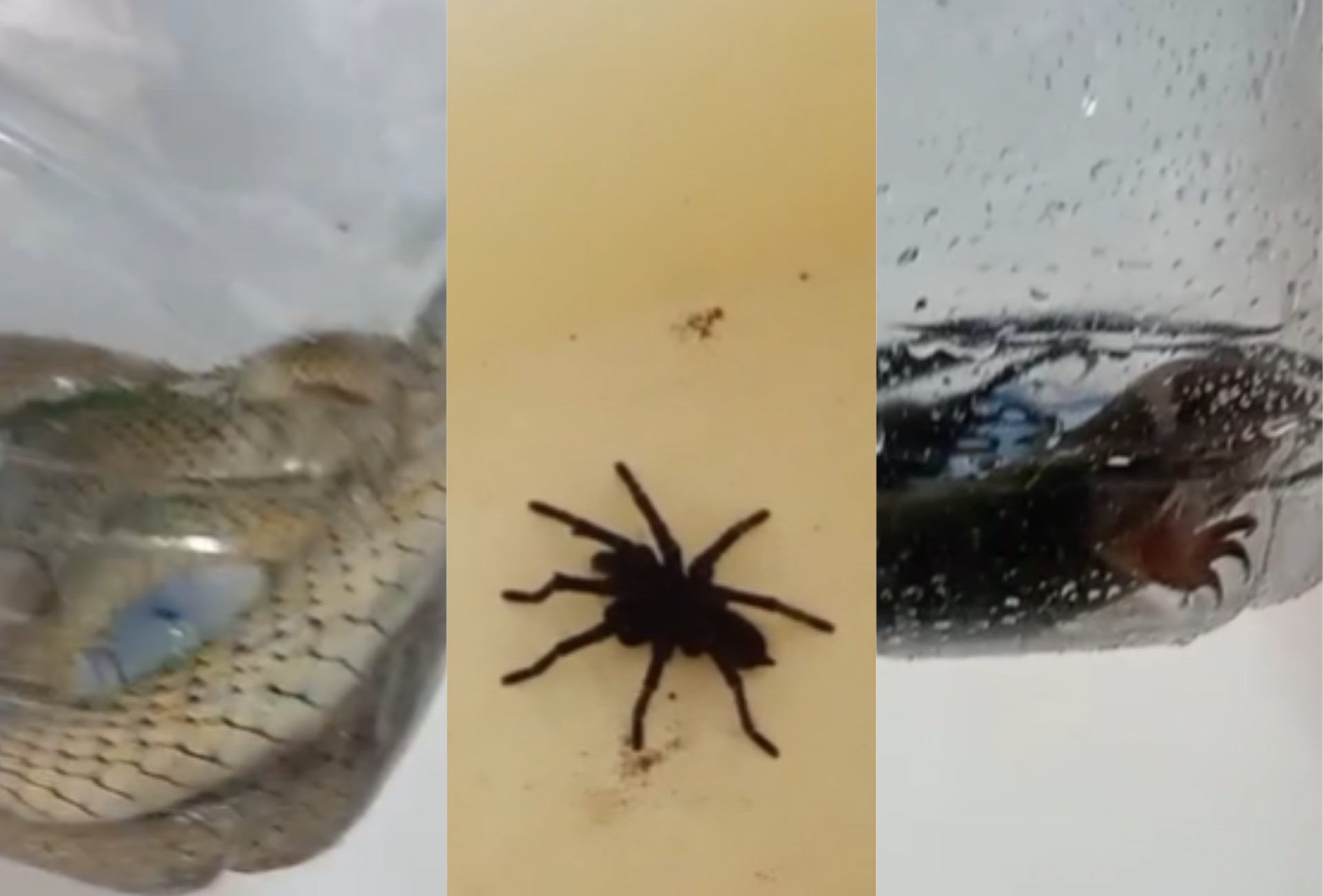 Tráfico de animais: polícia prende quatro e resgata bichos mantidos em garrafas