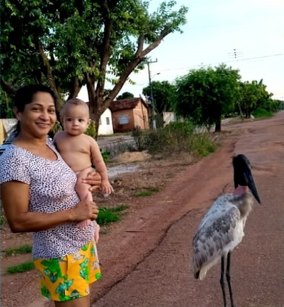 Moradores tiram foto com tuiuiú, pássaro símbolo do pantanal — Foto: Reprodução/TV Anhanguera