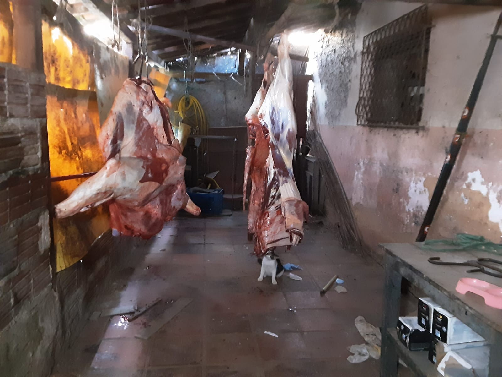 Polícia investiga se supermercados compraram carne de abatedouro ilegal em Natal