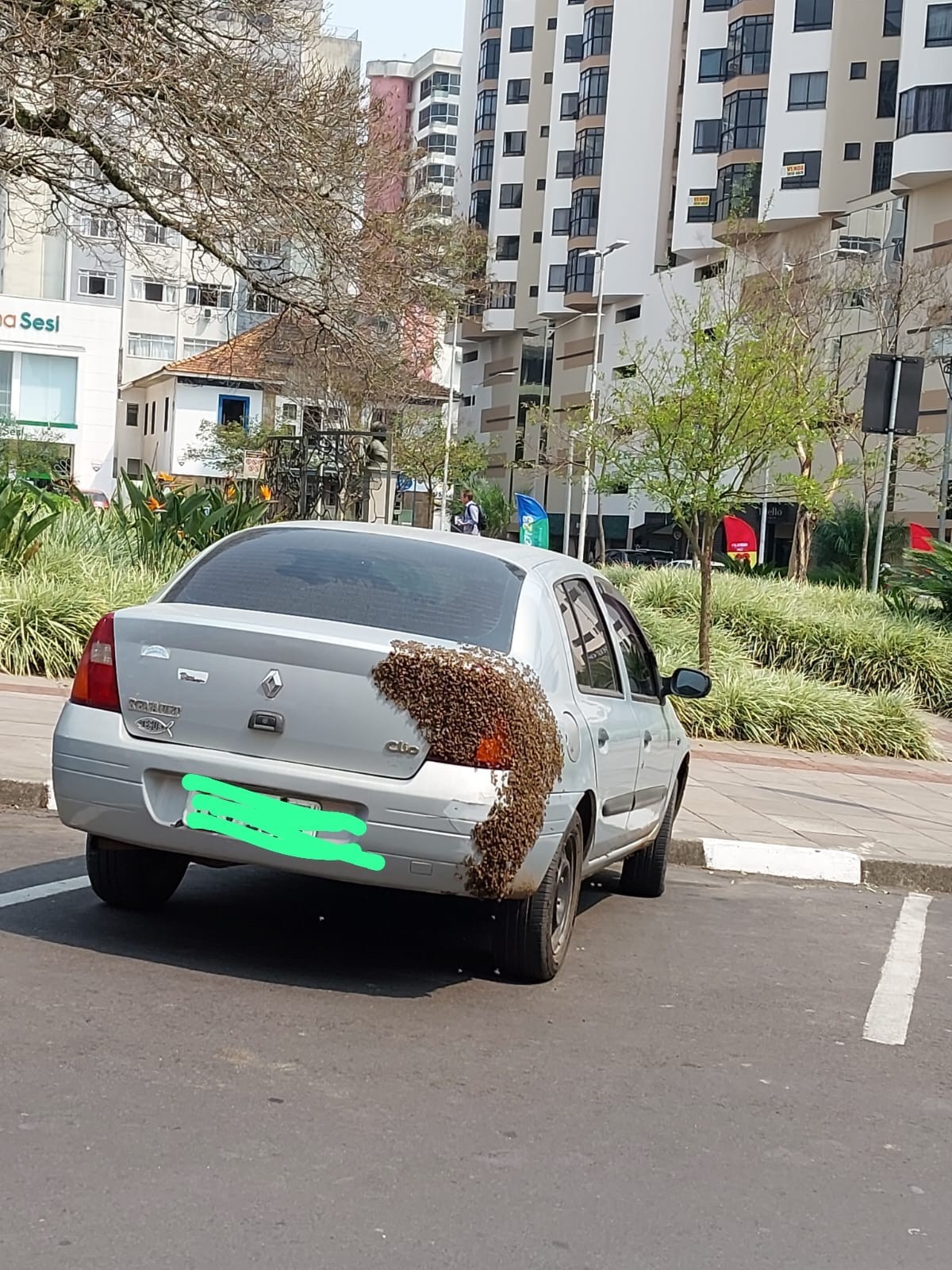 Após relato de ataques, bombeiros encontram colmeia de abelhas na traseira de carro em SC