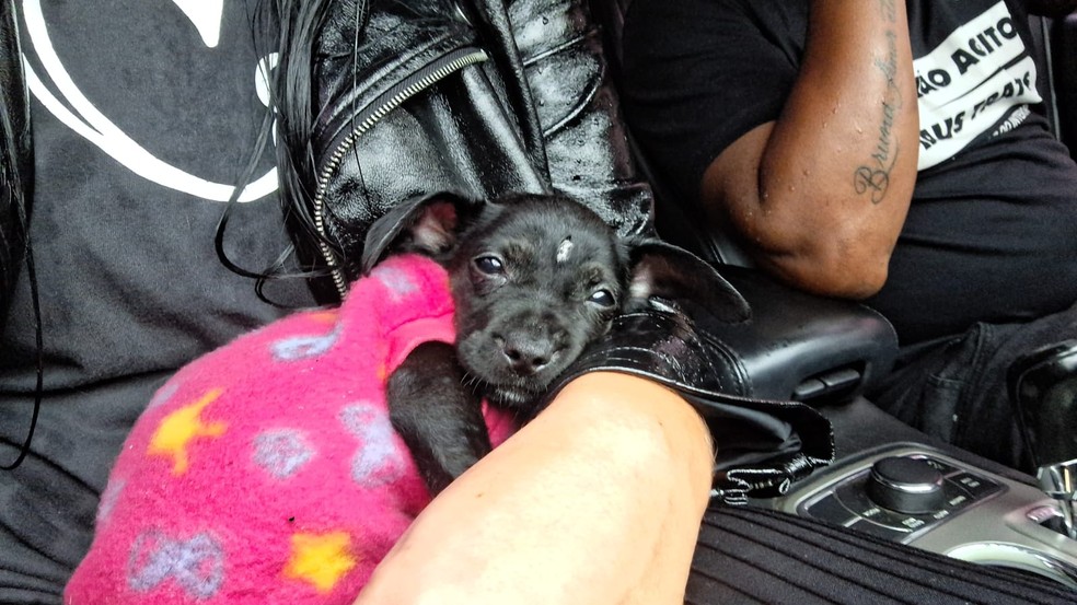 Cachorro foi resgatada em Mirassol (SP) &mdash; Foto: Arquivo pessoal
