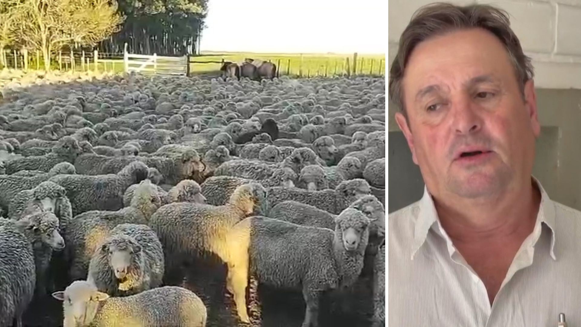 Produtor tem 450 ovelhas furtadas de uma só vez em crime que pode ser um dos maiores da história do RS: 'Estou arrasado'