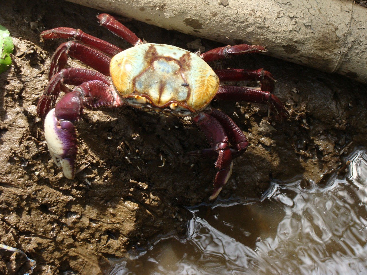 Começa período de defeso do caranguejo-uçá no Maranhão e mais 10 estados ; veja datas