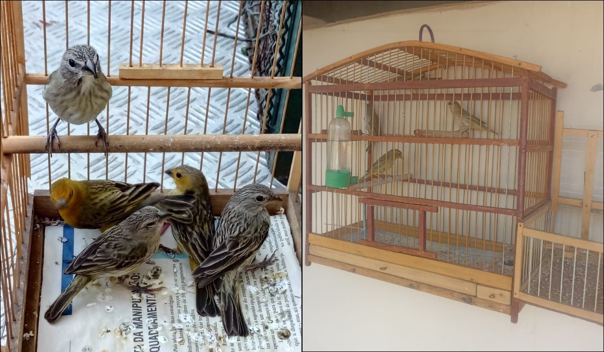 Homem é multado em R$ 5 mil por manter aves silvestres em cativeiro em Presidente Bernardes