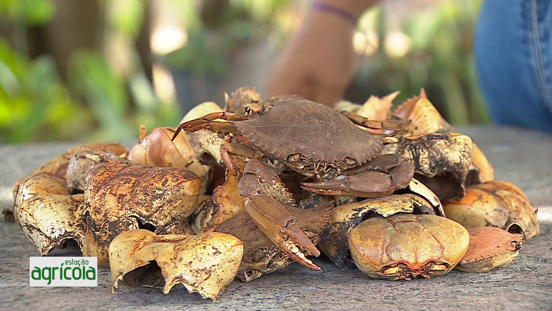 VÍDEOS: Estação Agrícola deste domingo, 5 de abril 
