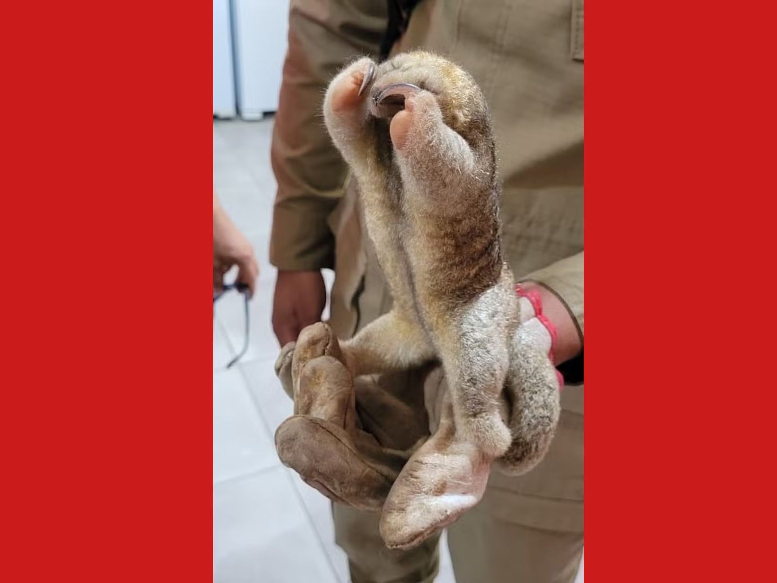 Espécie de menor tamanduá do mundo é resgatada em meio à obra no Acre: 'Consequências do desmatamento'