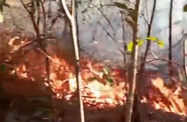 Incêndio criminoso no Parque do Juquery atinge 2.000 m²; adolescentes são liberados