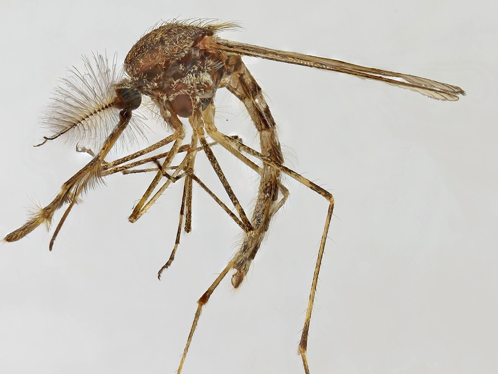 Mosquito Culiseta annulata, que é o tipo encontrado em Kiðafell, Kjós. — Foto: Wikimedia/Domínio Público