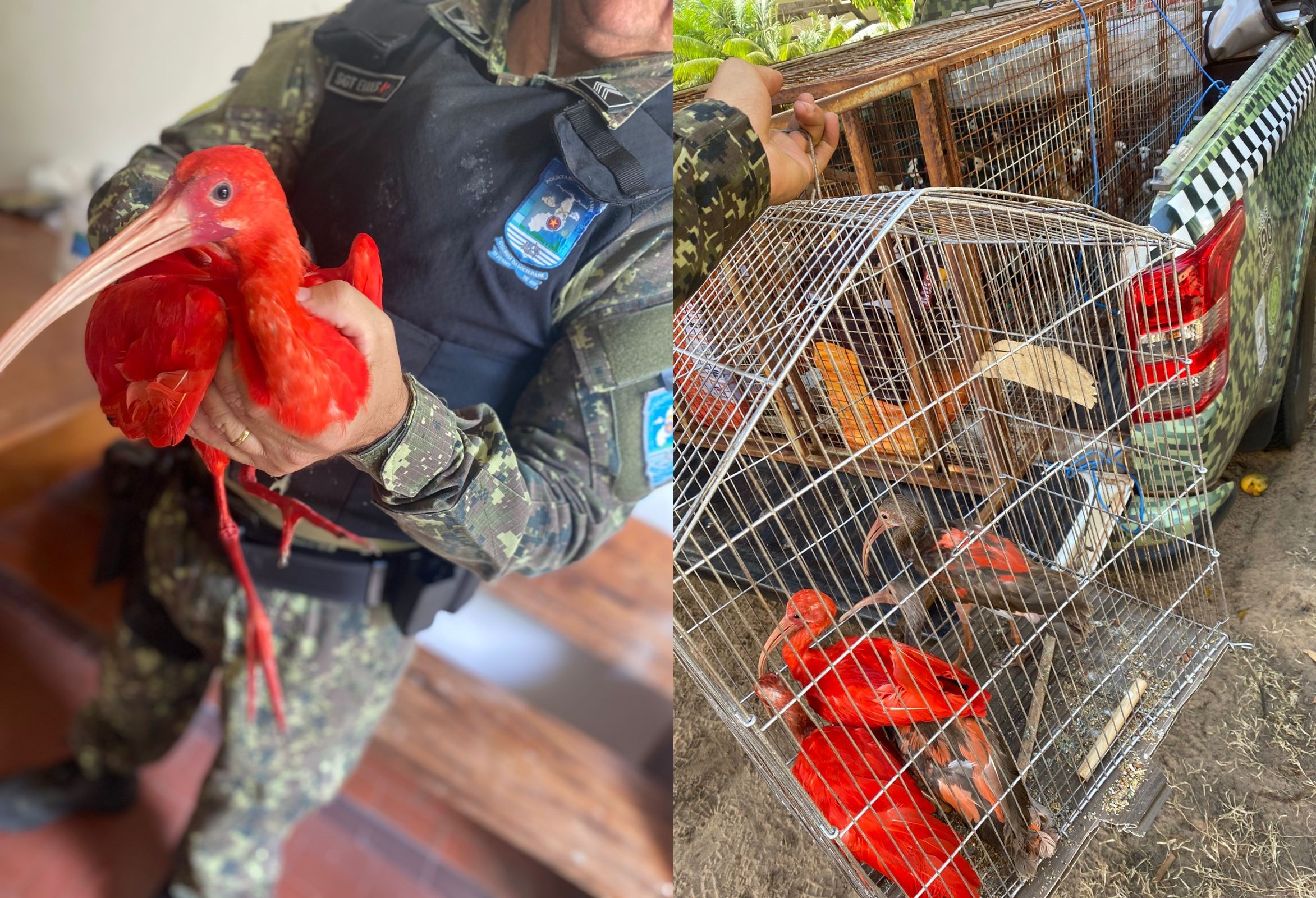 Polícia Militar resgata guarás presos em quintal de casa em Luís Correia, no litoral do Piauí