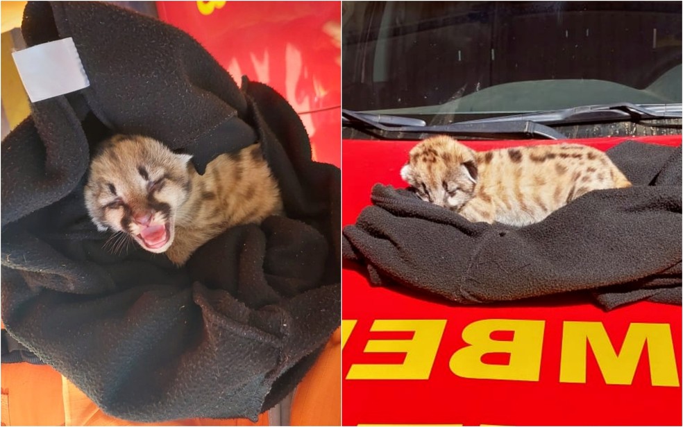 Filhote de onça-parda é resgatado por bombeiros em canavial no Sul de MG — Foto: Divulgação/CBMMG