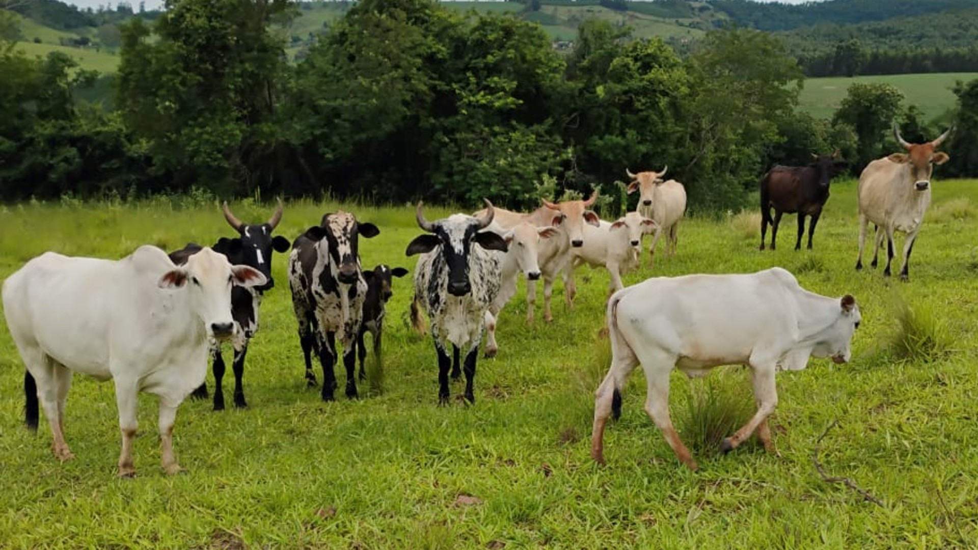 Fazendeiro tem prejuízo de R$ 80 mil após furto de gados em Tejupá