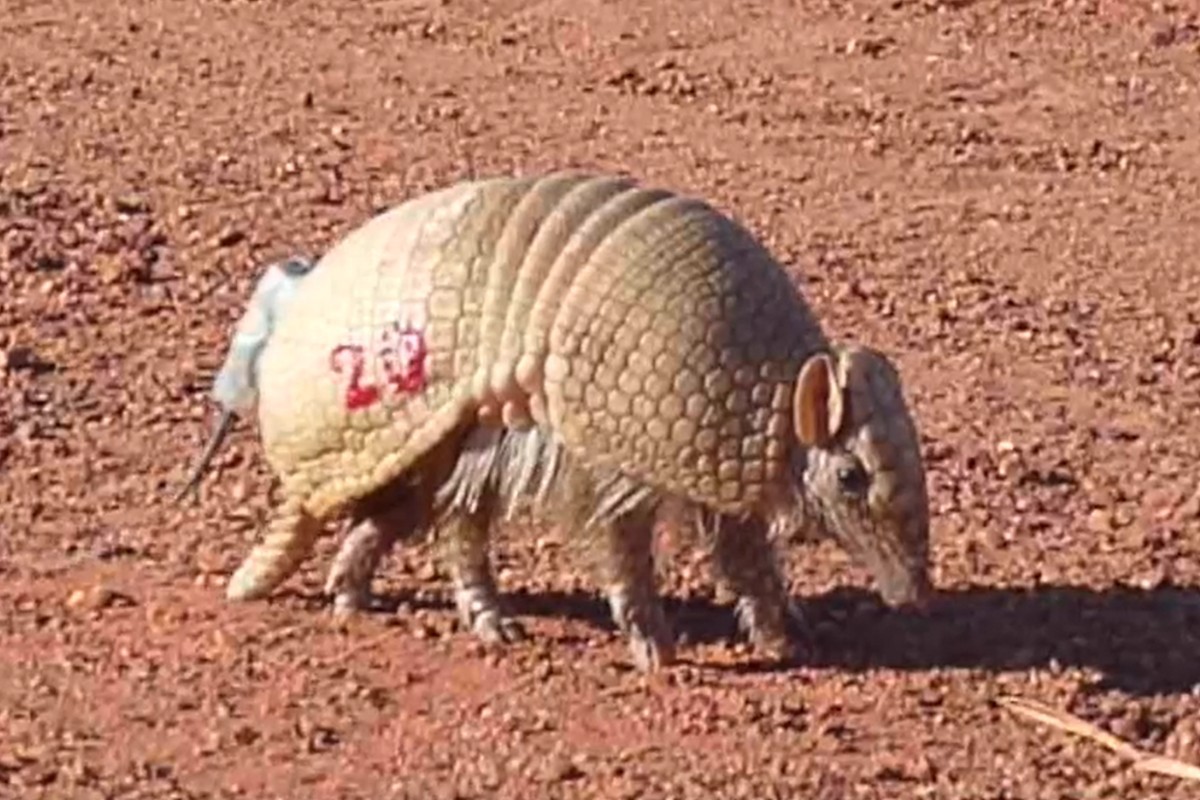 Onde ainda existe tatu-bola no Pantanal? Pesquisa nacional quer mapear e proteger a espécie ameaçada