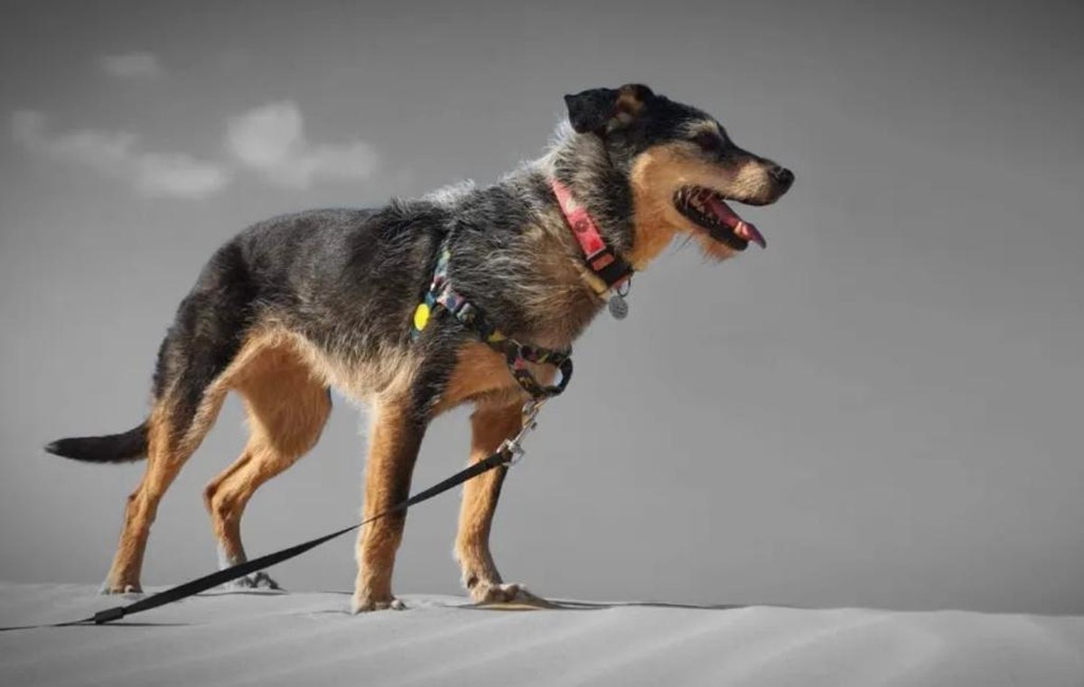 Meu pet morreu: Tenho direito a faltar no trabalho? Veja o que diz