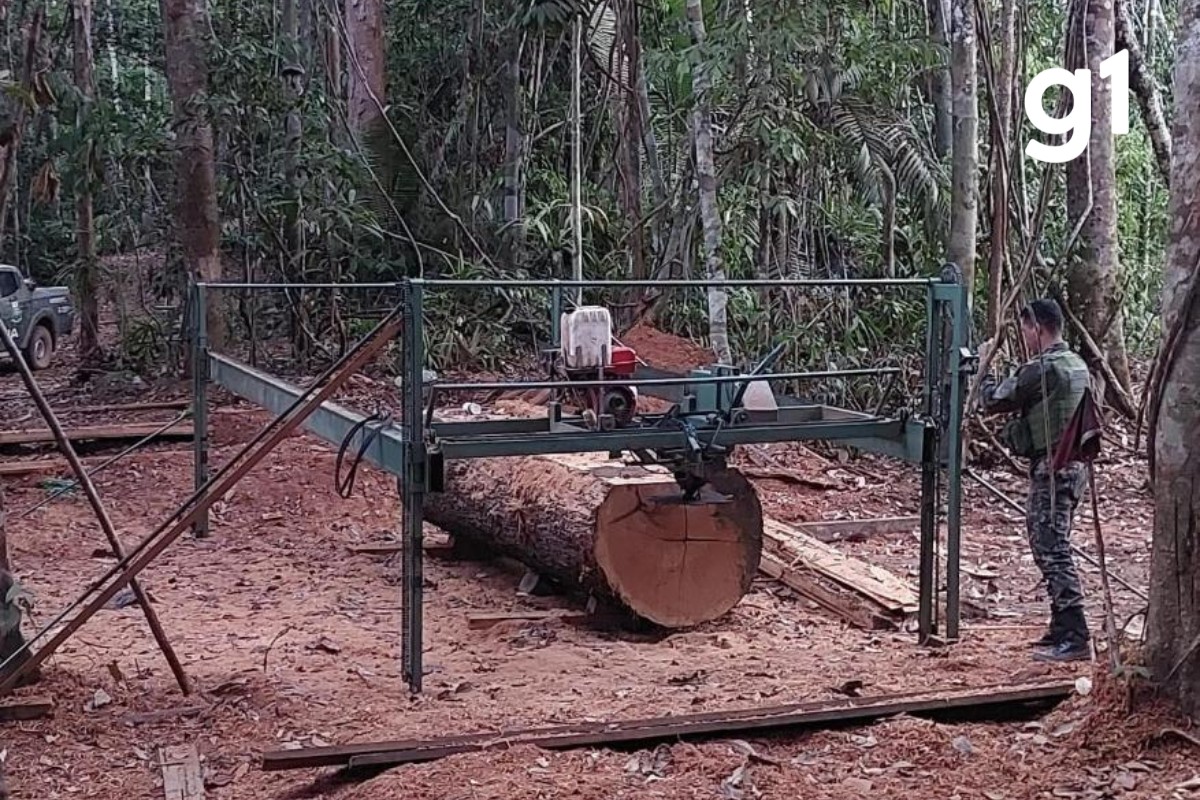 Área de extração ilegal de madeira na floresta amazônica é fechada em MT