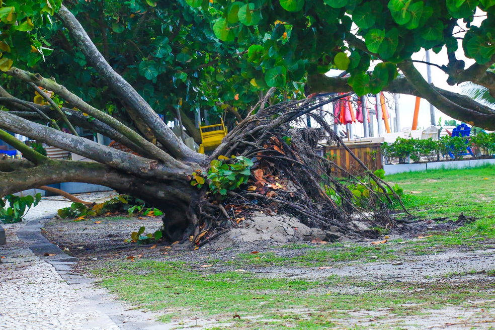 Árvore caiu em ciclovia na Barra da Tijuca — Foto: Fabrício Pioyani/Agnews