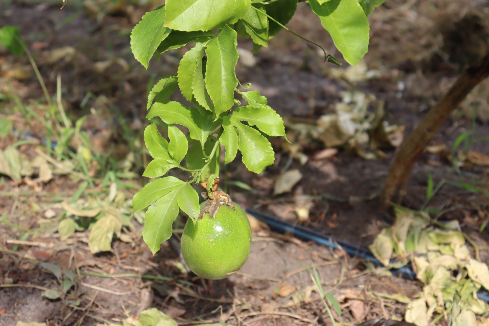 Seminário Nacional sobre Plantas Medicinais, Fitoterápicos e COP30 começa nesta quinta, 31