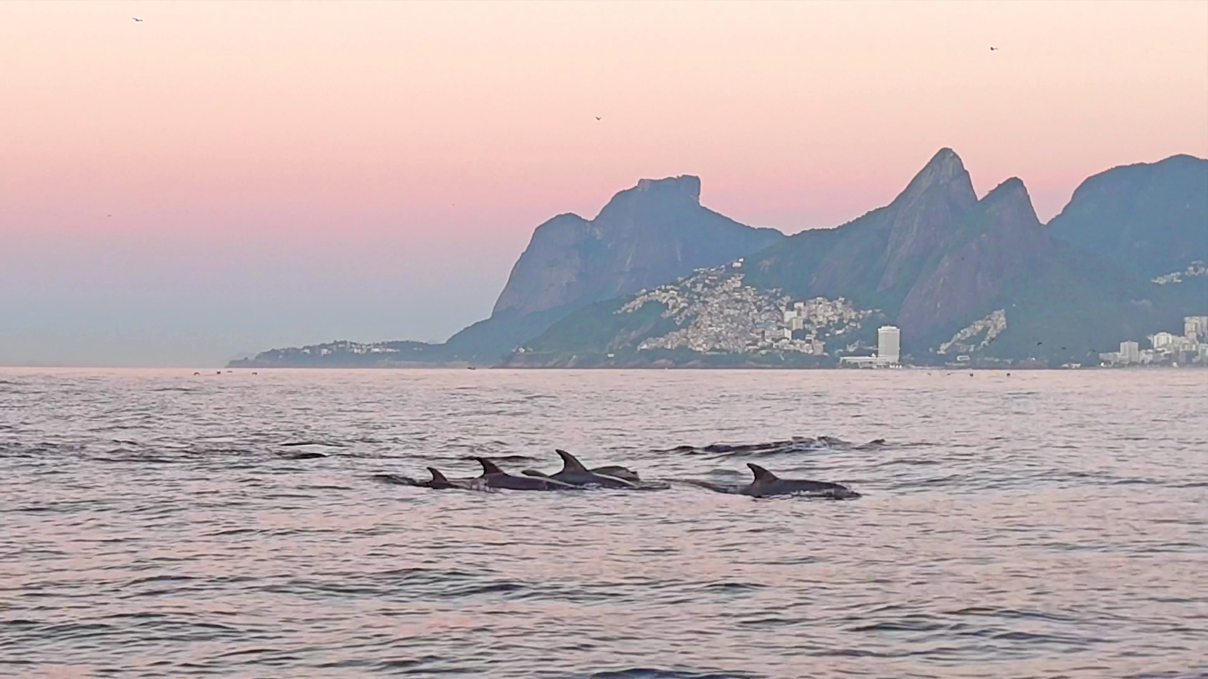 VÍDEO: golfinhos dão show no litoral do Rio