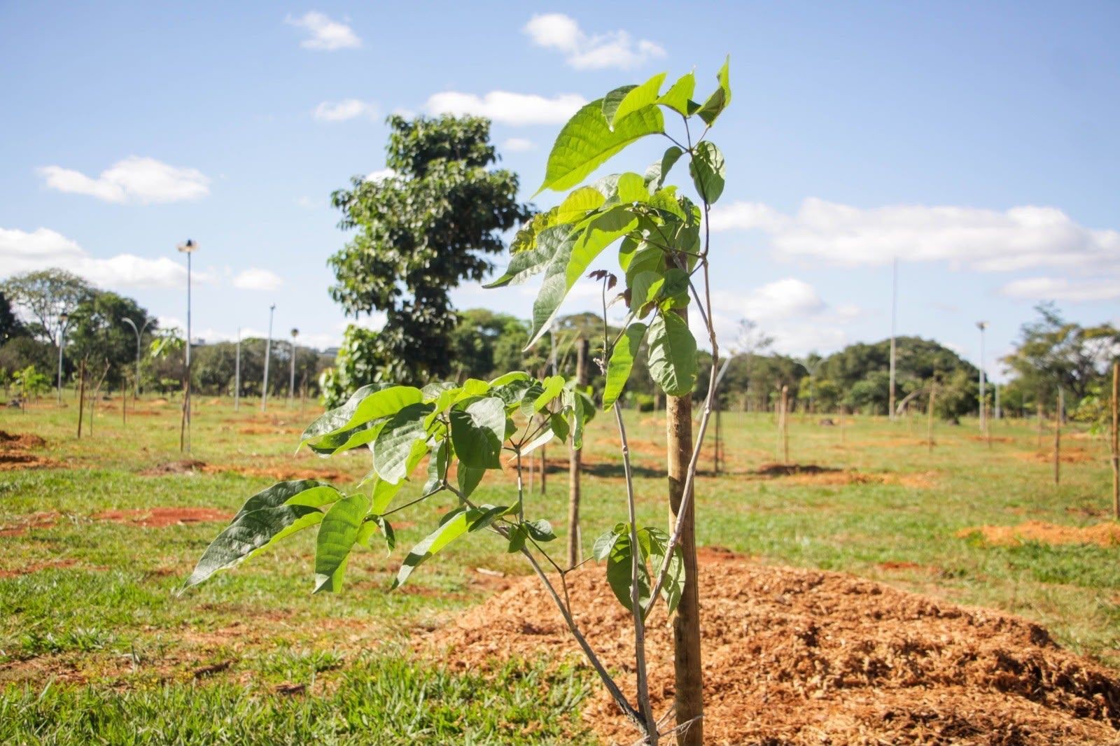 Em destaque: Macaé supera 3,6 mil árvores plantadas em 2026 e avança na arborização