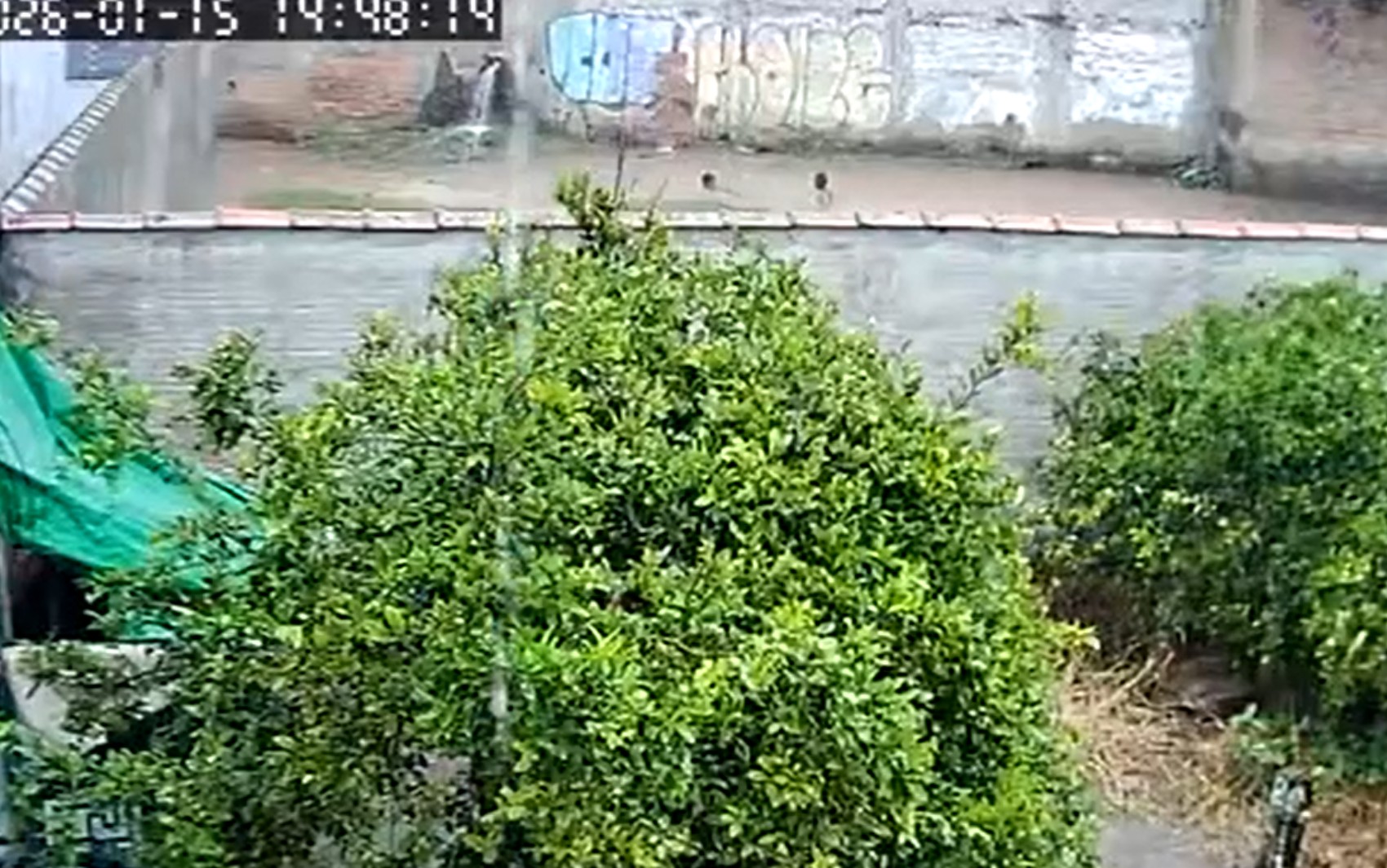 Vídeo mostra momento em que menino de 7 anos é levado por correnteza e desaparece em córrego de MG