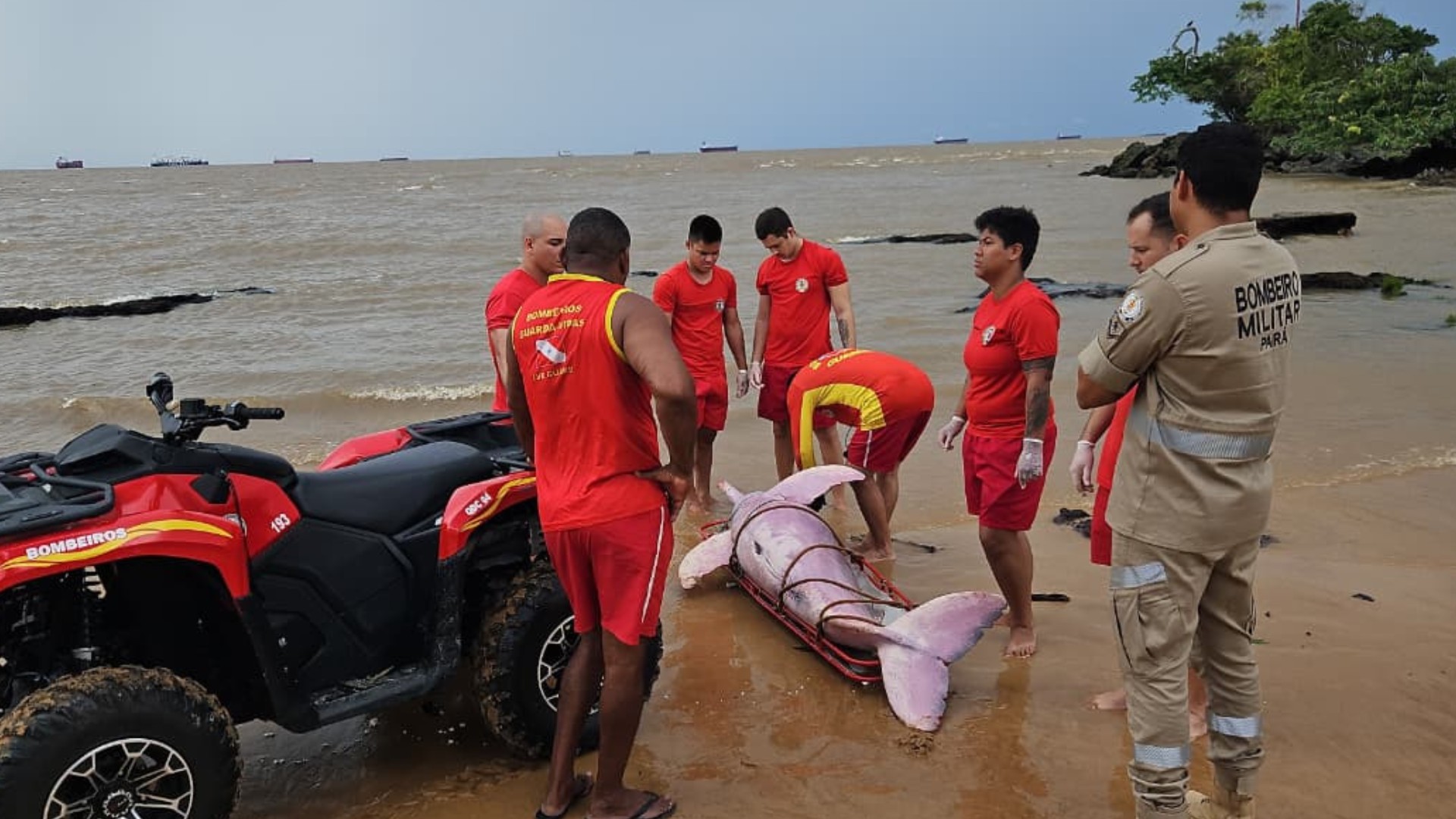 Boto-cor-de-rosa encontrado preso em rede de pesca em praia de Belém passa por necrópsia