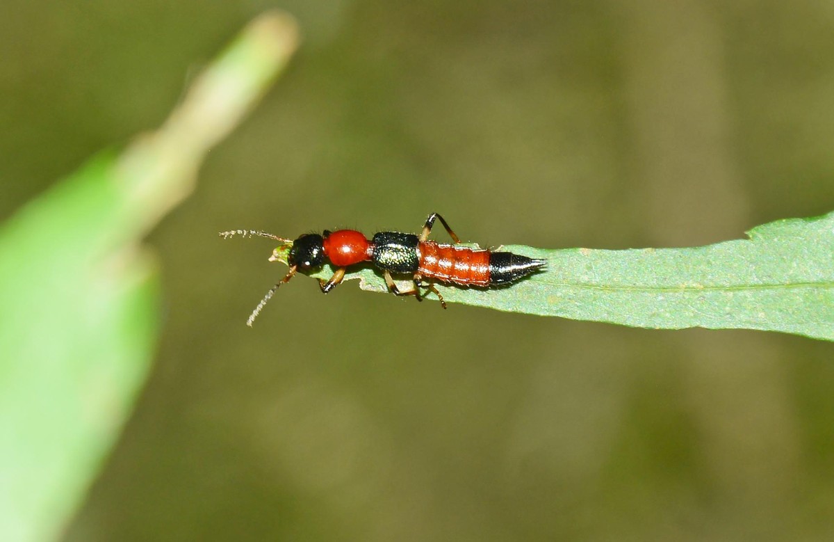 Besouro que queima? Conheça o potó, inseto abundante depois das chuvas de verão Terra da Gente