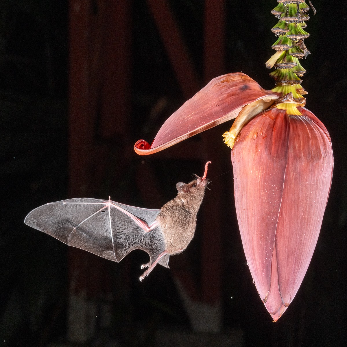 Você Não Tá Convidada pro Meu Bat Mitzvá!