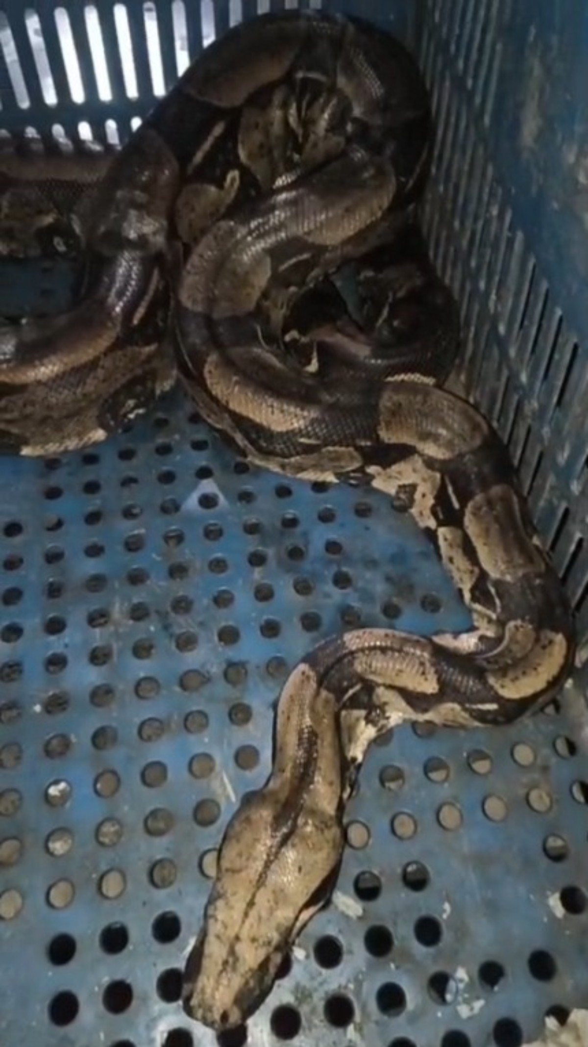 VÍDEO: Jiboia é encontrada em carroceria de caminhão em Itatiaia