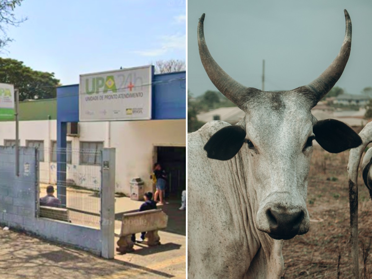 Criança de 3 anos é socorrida após vaca cair sobre ela no interior de SP
