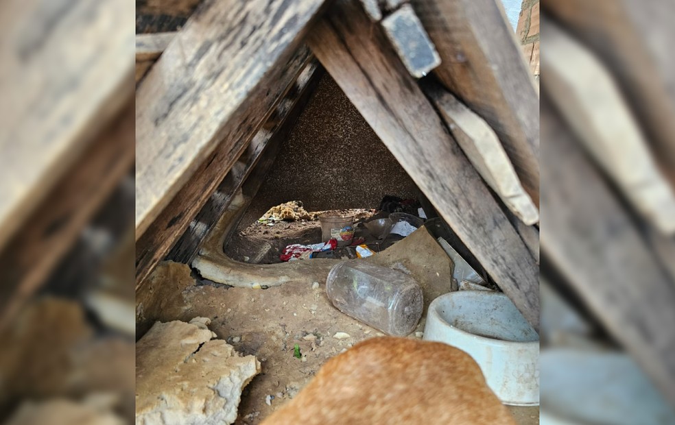 Mulher é presa em flagrante por maus-tratos após cachorro ser encontrado acorrentado em Botucatu — Foto: Polícia Civil/Divulgação