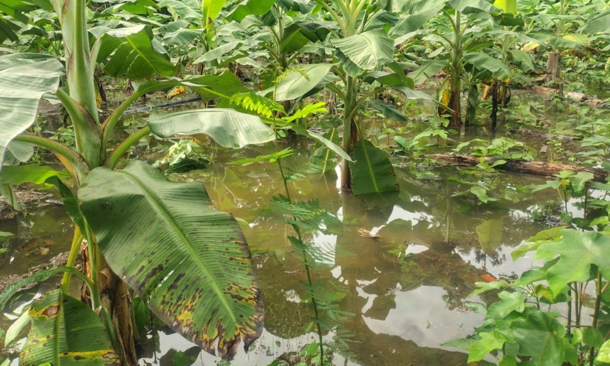 Enchente destrói plantações e leva ajuda humanitária a mais de 3 mil indígenas Yanomamis no Amazonas