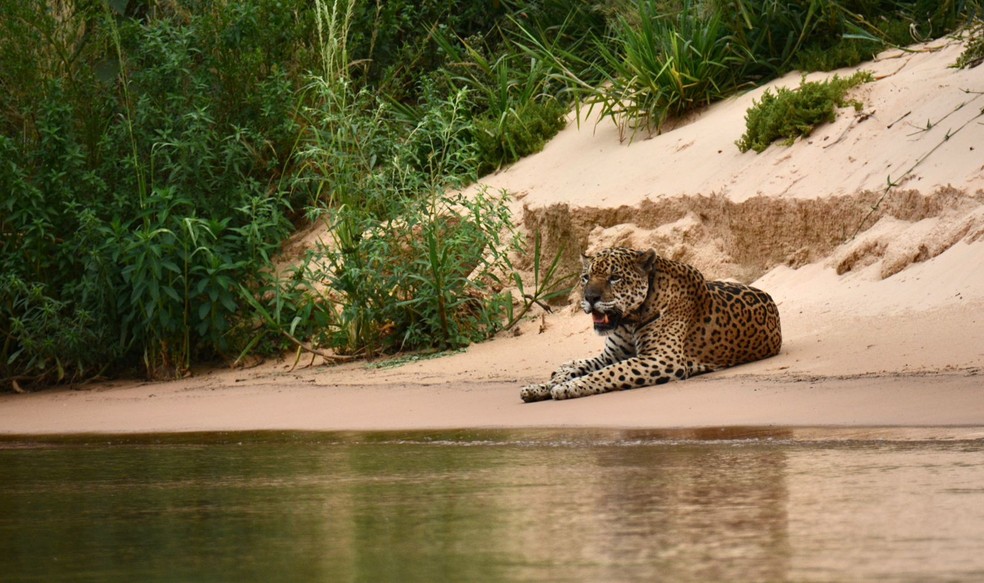 Ousado, a onça que virou símbolo no Pantanal em 2020, é encontrada novamente — Foto: ICMBio