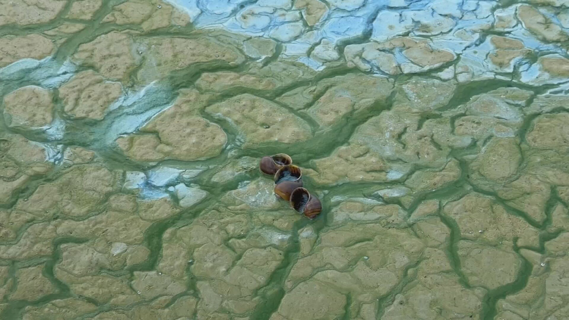 Crosta verde cobre afluente do Tietê no noroeste paulista e afasta pescadores e turistas