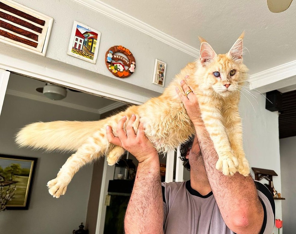 Gatos maine coon possuem mais de 1 metro de comprimento — Foto: Reprodução/Instagram
