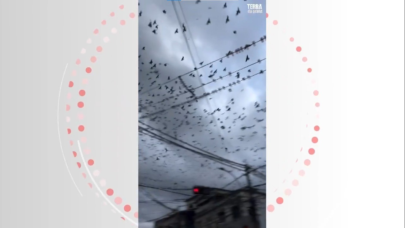 VÍDEO: andorinhas tomam o céu de cidade no sul da Bahia durante migração
