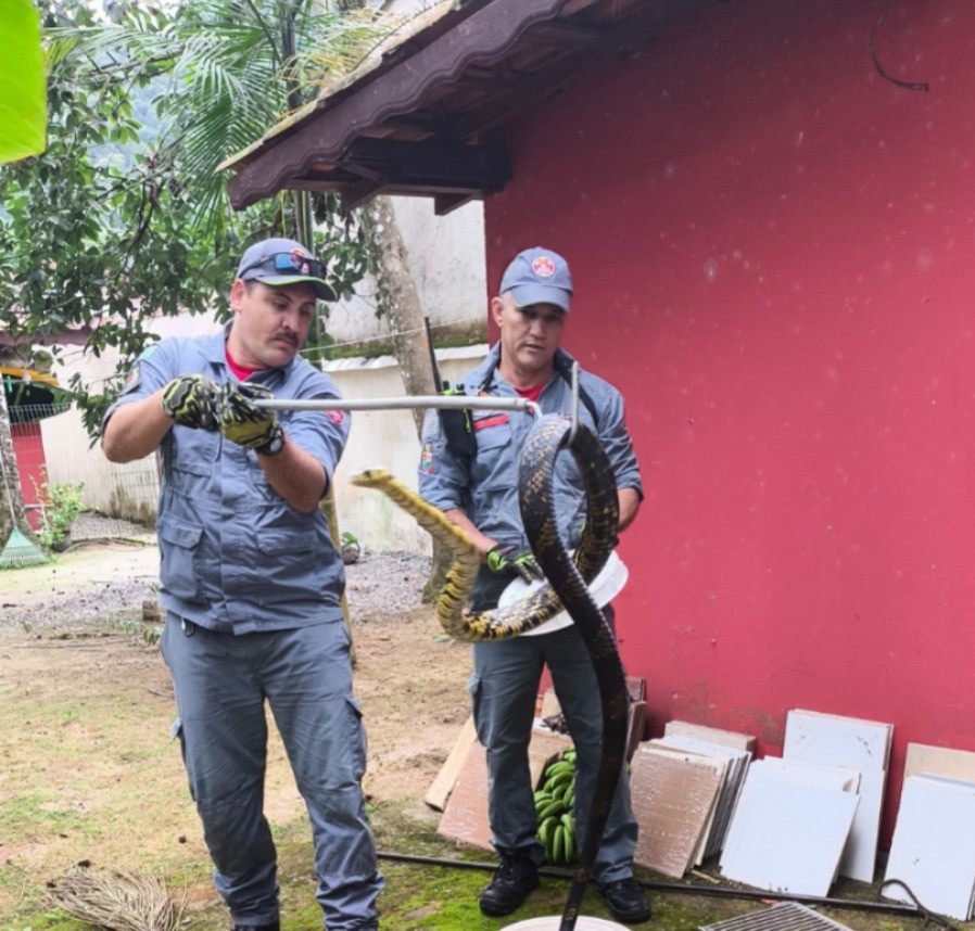 VÍDEO: Bombeiros capturam serpente que apareceu em quintal de casa em Ubatuba
