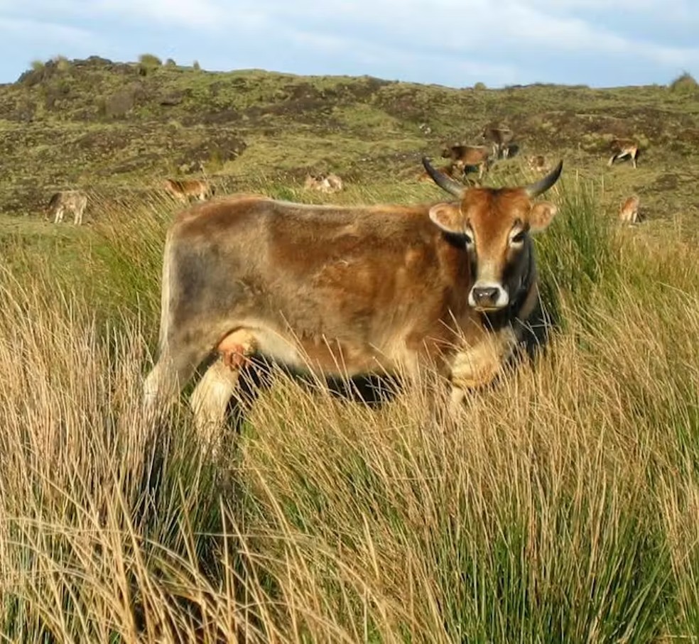 Vaca da Ilha de Amsterdã. — Foto: François Colas/Fourni par l'auteur