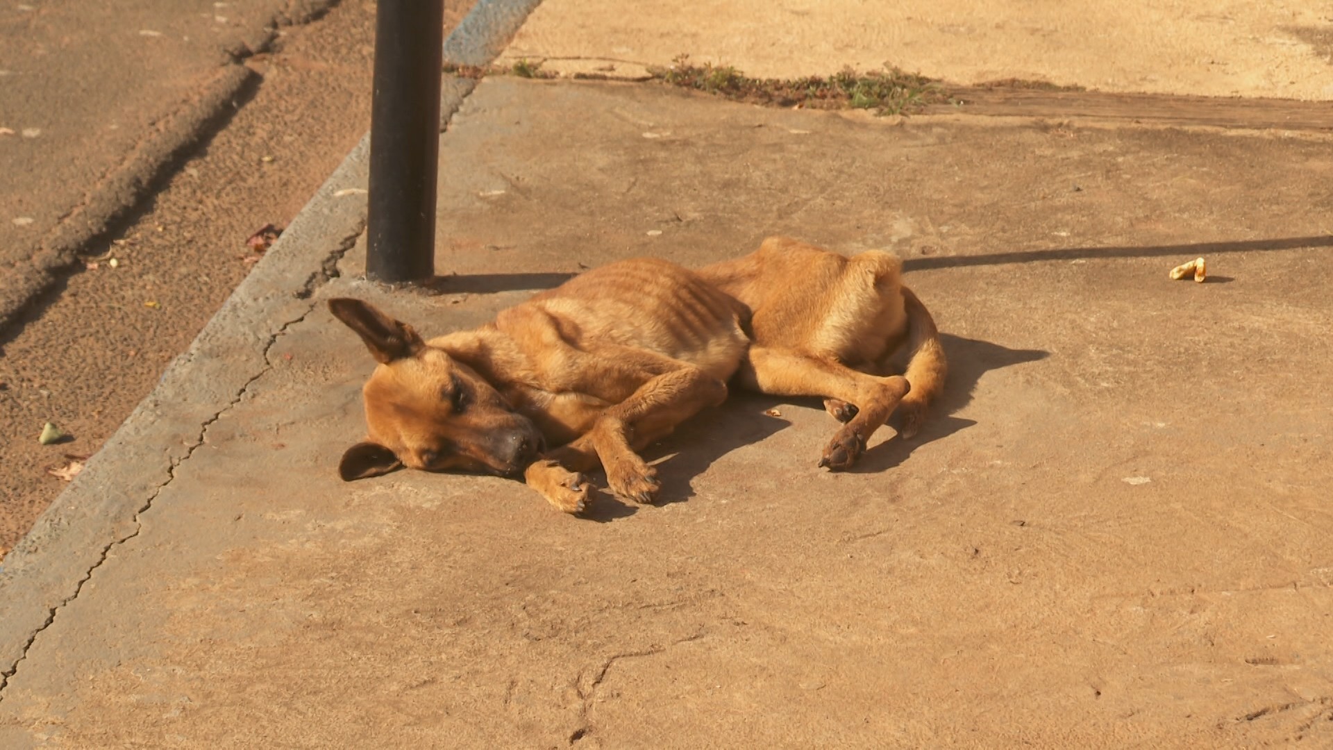 Cachorros morrem por cinomose em cidade do interior de SP, e veterinário alerta para surto