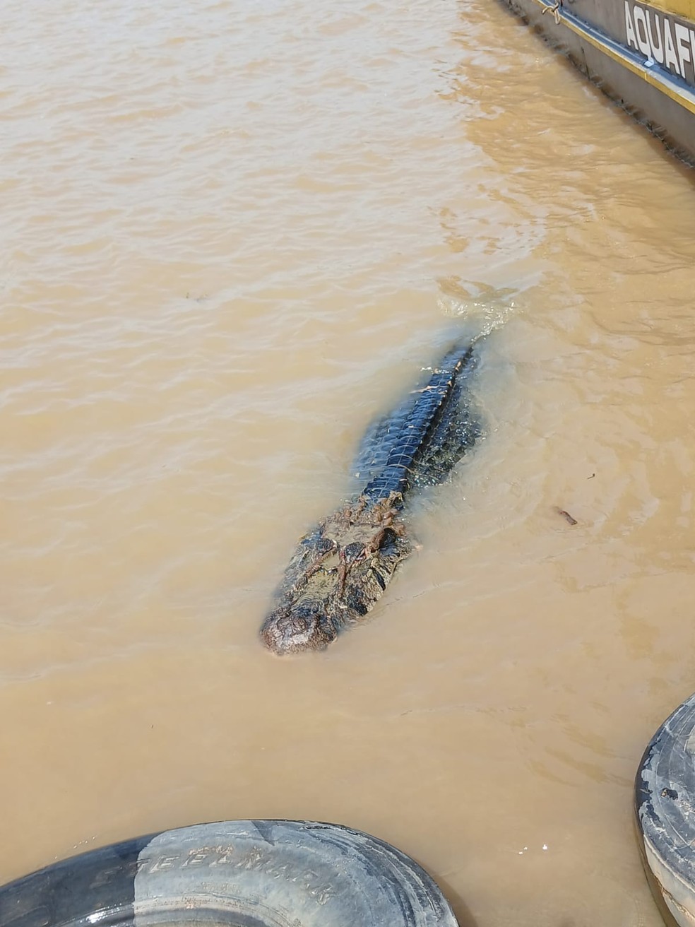 Jacar&eacute;-A&ccedil;u encontrada nas margens do Porto de Guajar&aacute;-Mirim. &mdash; Foto: Corpo de Bombeiros.