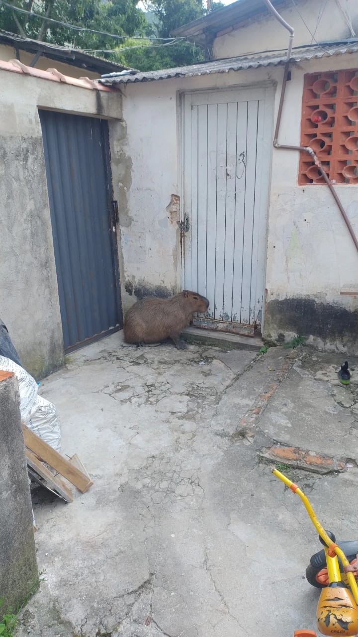 Bombeiros capturam capivara em casa de Poços de Caldas, MG