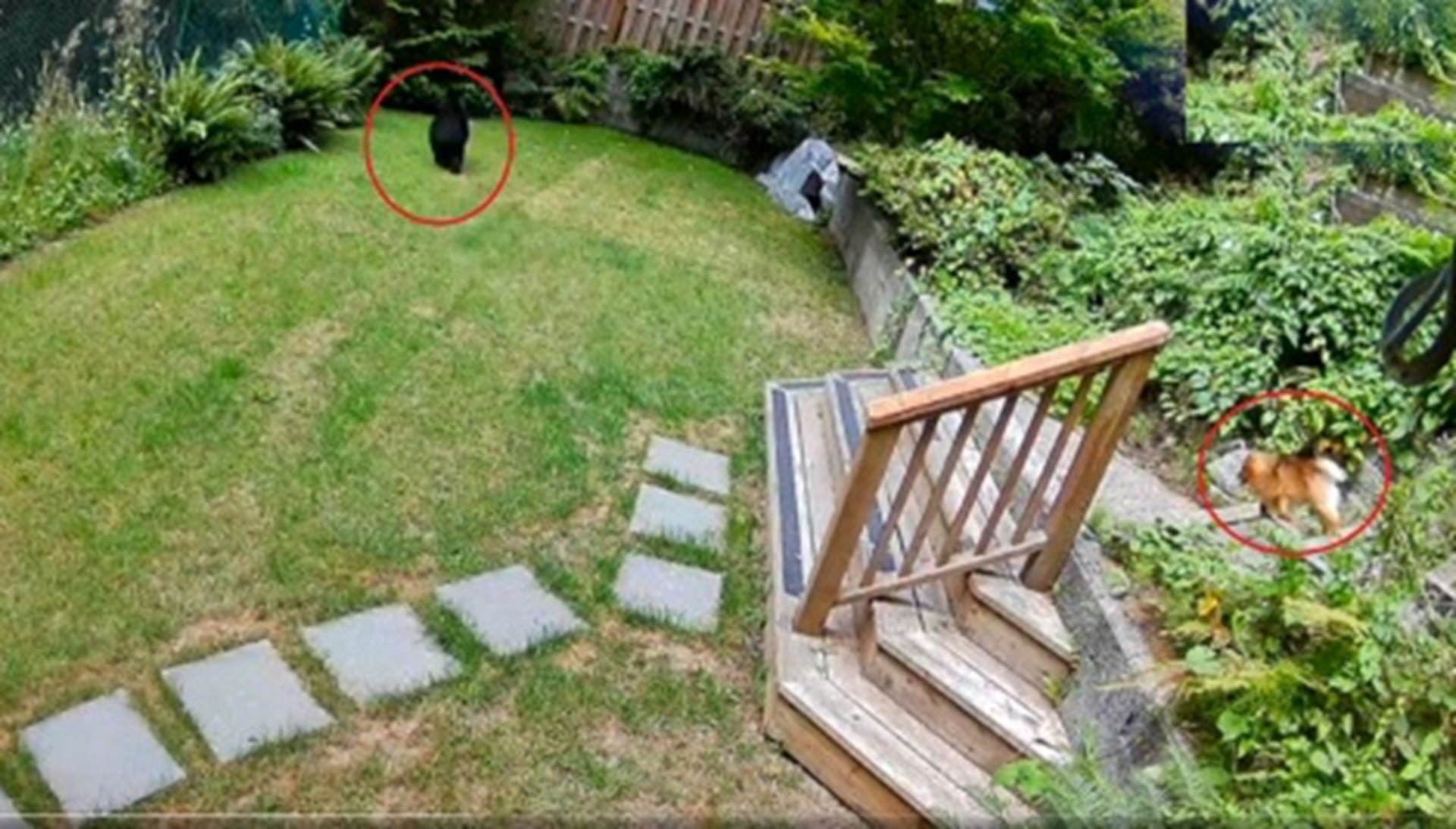 É #FATO: Cãozinho Lulu da Pomerânia expulsa urso de casa no Canadá; VÍDEO 