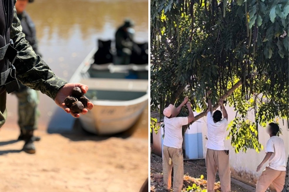 Polícia Ambiental devolve à natureza ao menos 5 milhões de sementes colhidas por presos no oeste paulista — Foto: Reprodução/Polícia Ambiental/SAP