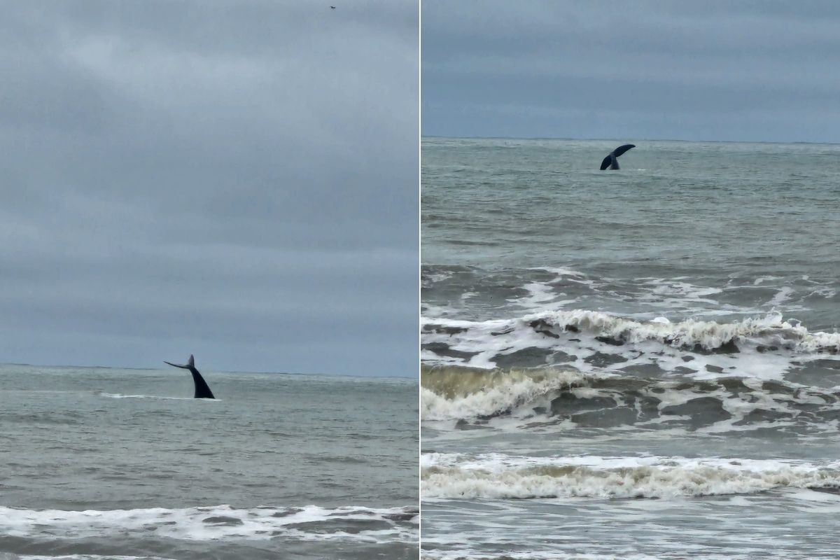 Baleia-franca-austral surpreende pescadores ao dar pulos próximo à costa do litoral de SP