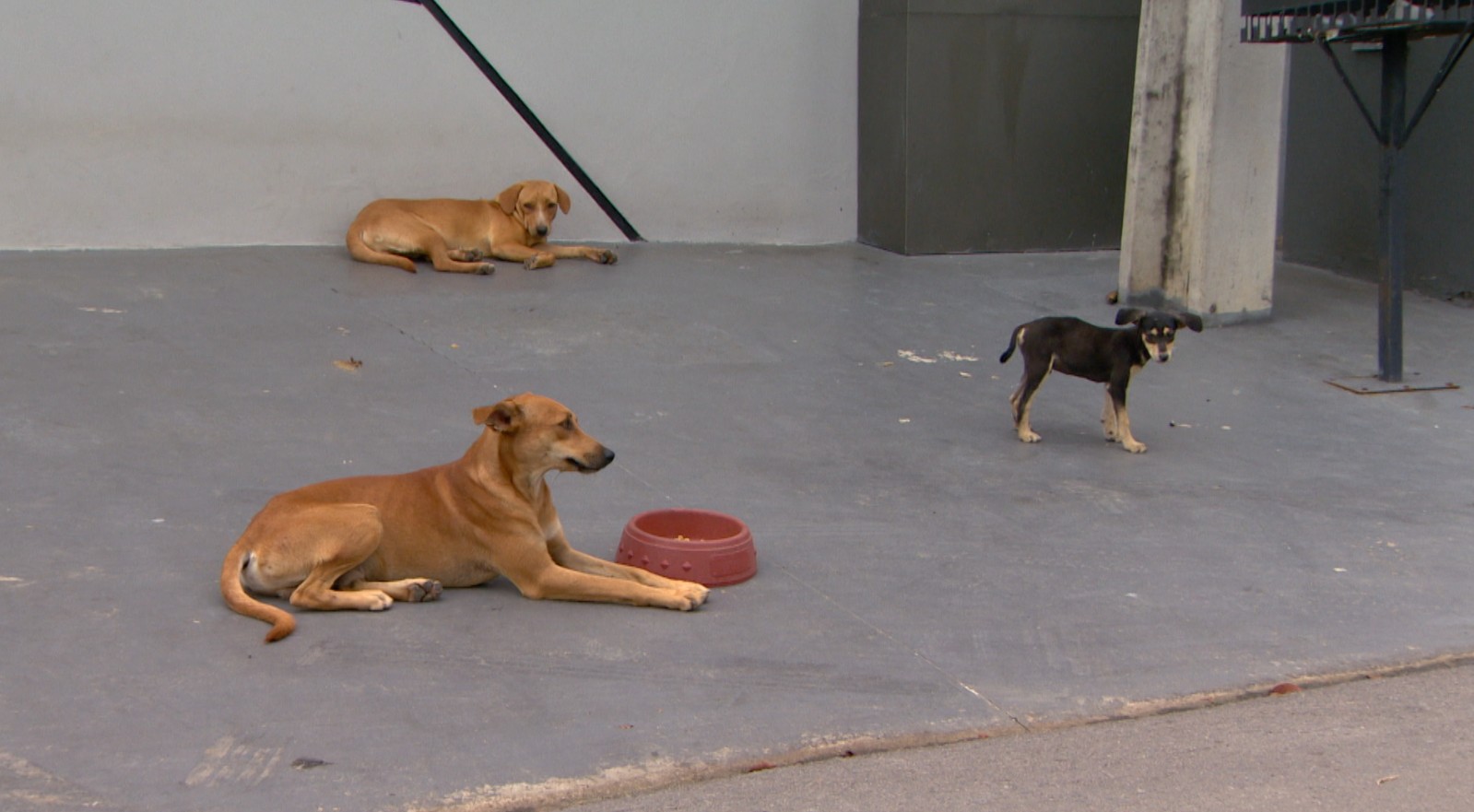 Cães atropelados em calçada eram comunitários e cuidados por moradores em Manaus