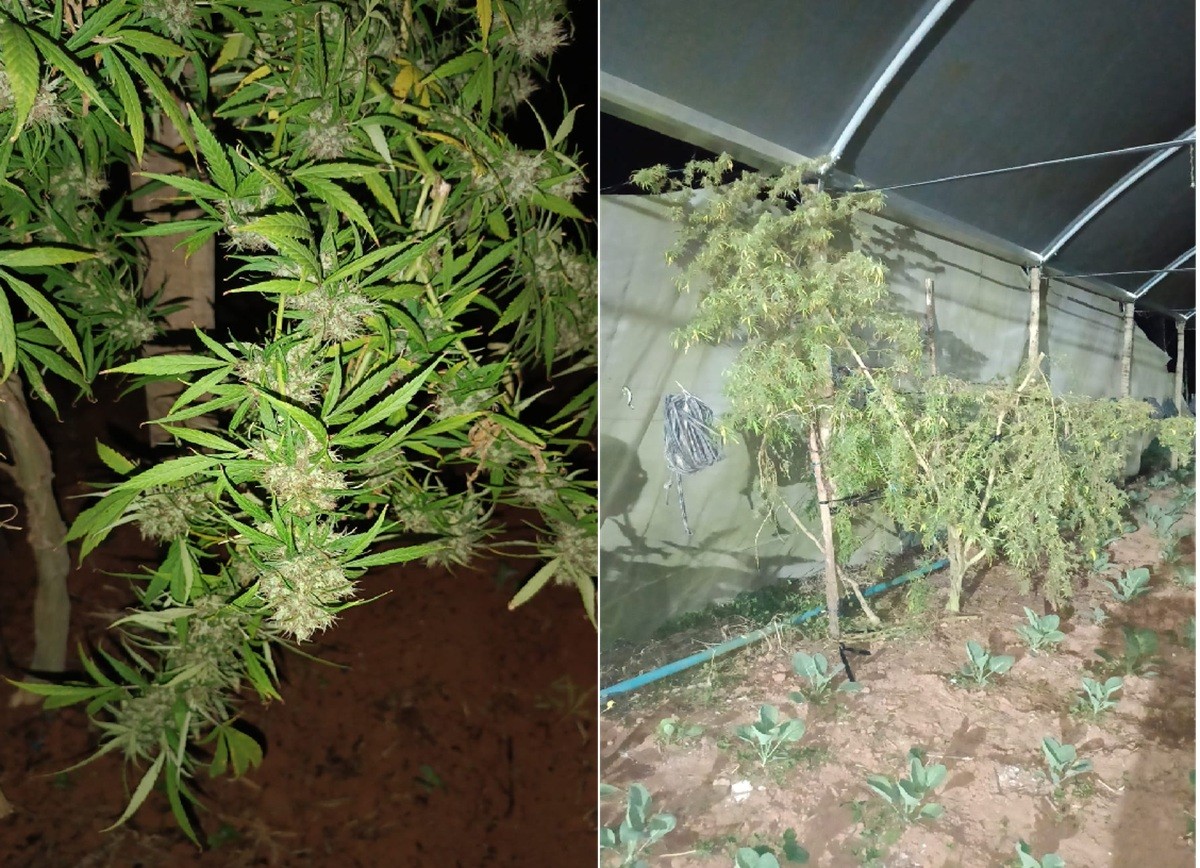 Polícia flagra cultivo de maconha e detém dois homens em Nova Friburgo