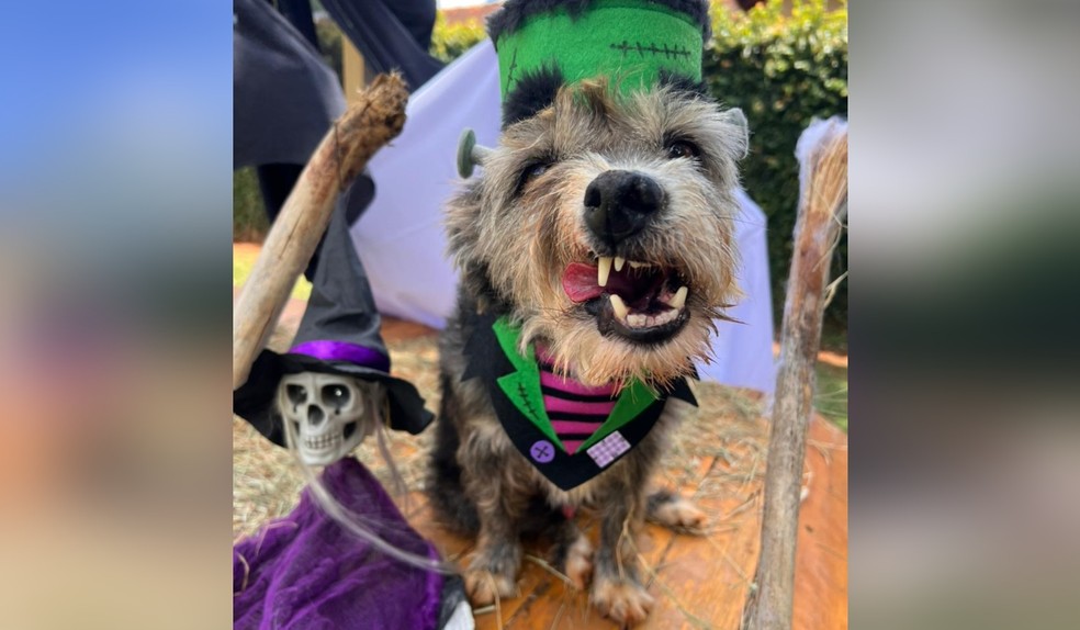 A data conhecida pelas histórias de terror e personagens sombrios ganhou um toque de fofura com a chegada dos cães fantasiados. — Foto: Reprodução/Petzin
