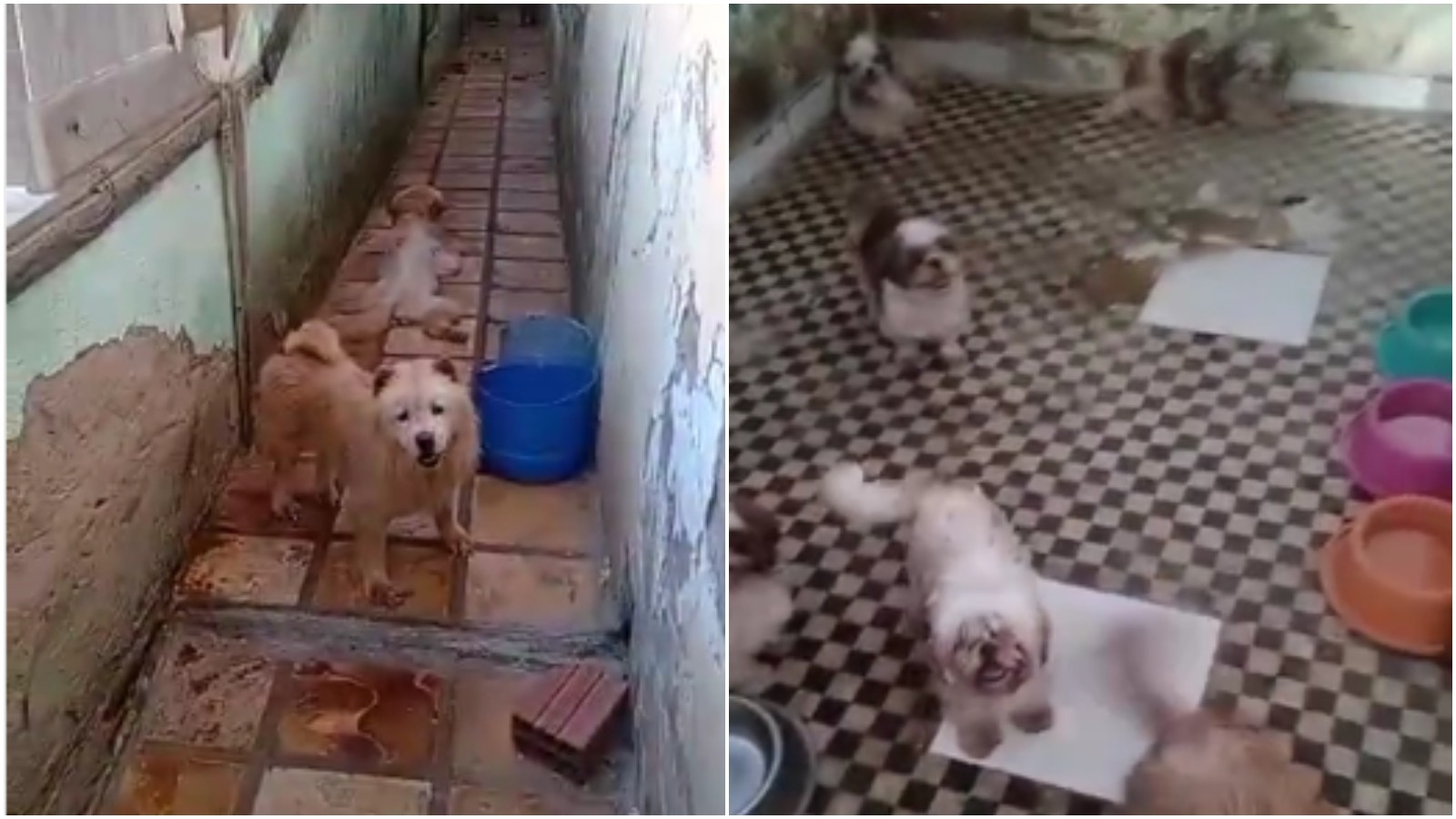 Mais de 100 animais são resgatados de situação de maus-tratos em canil no Cariri