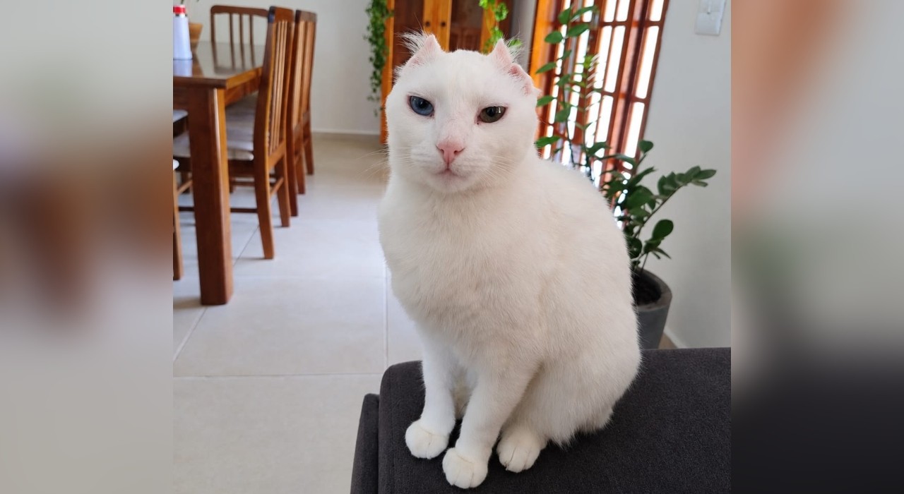 Após perder orelhas por câncer, gata 'Edwiges' encanta tutores por semelhança com coruja de Harry Potter